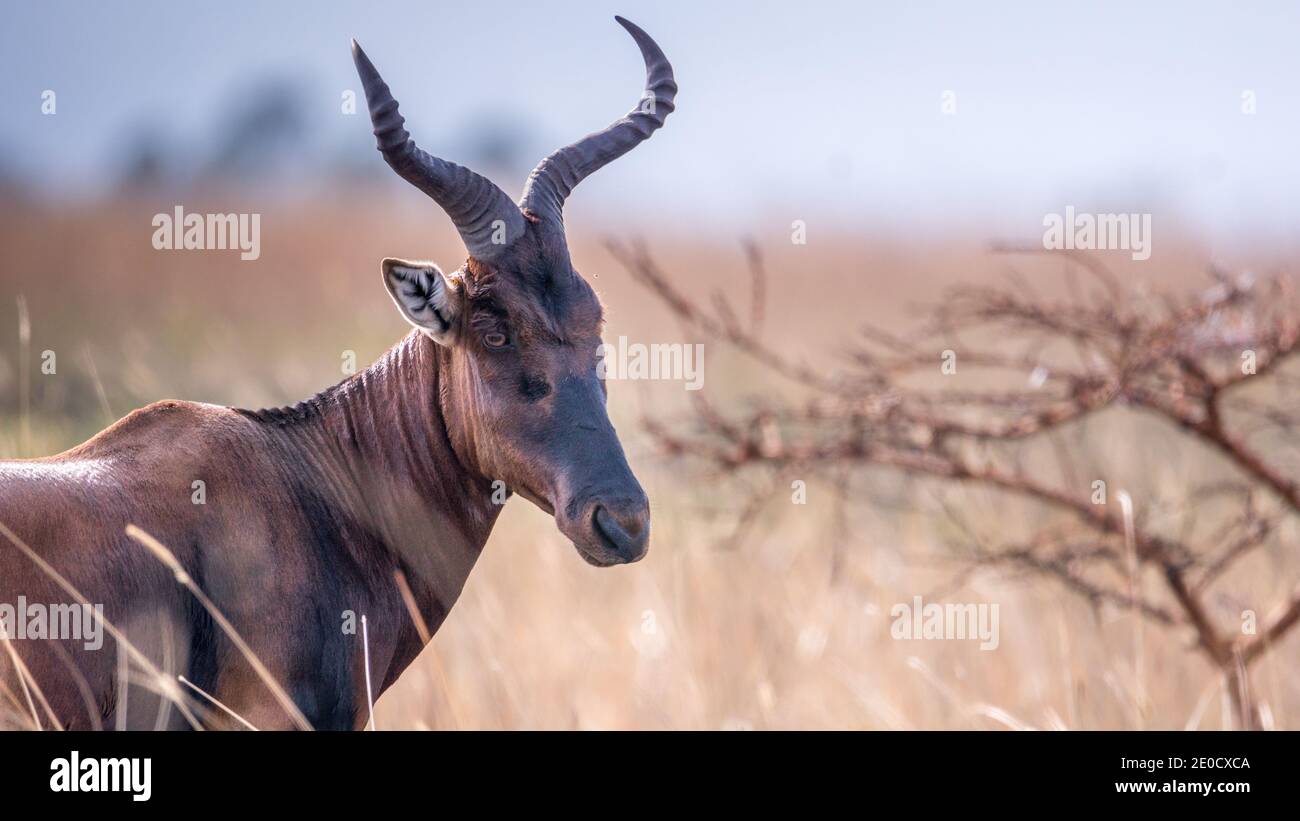 Swaynes Hartebeest, Senkele-Wildschutzgebiet, Äthiopien Stockfoto