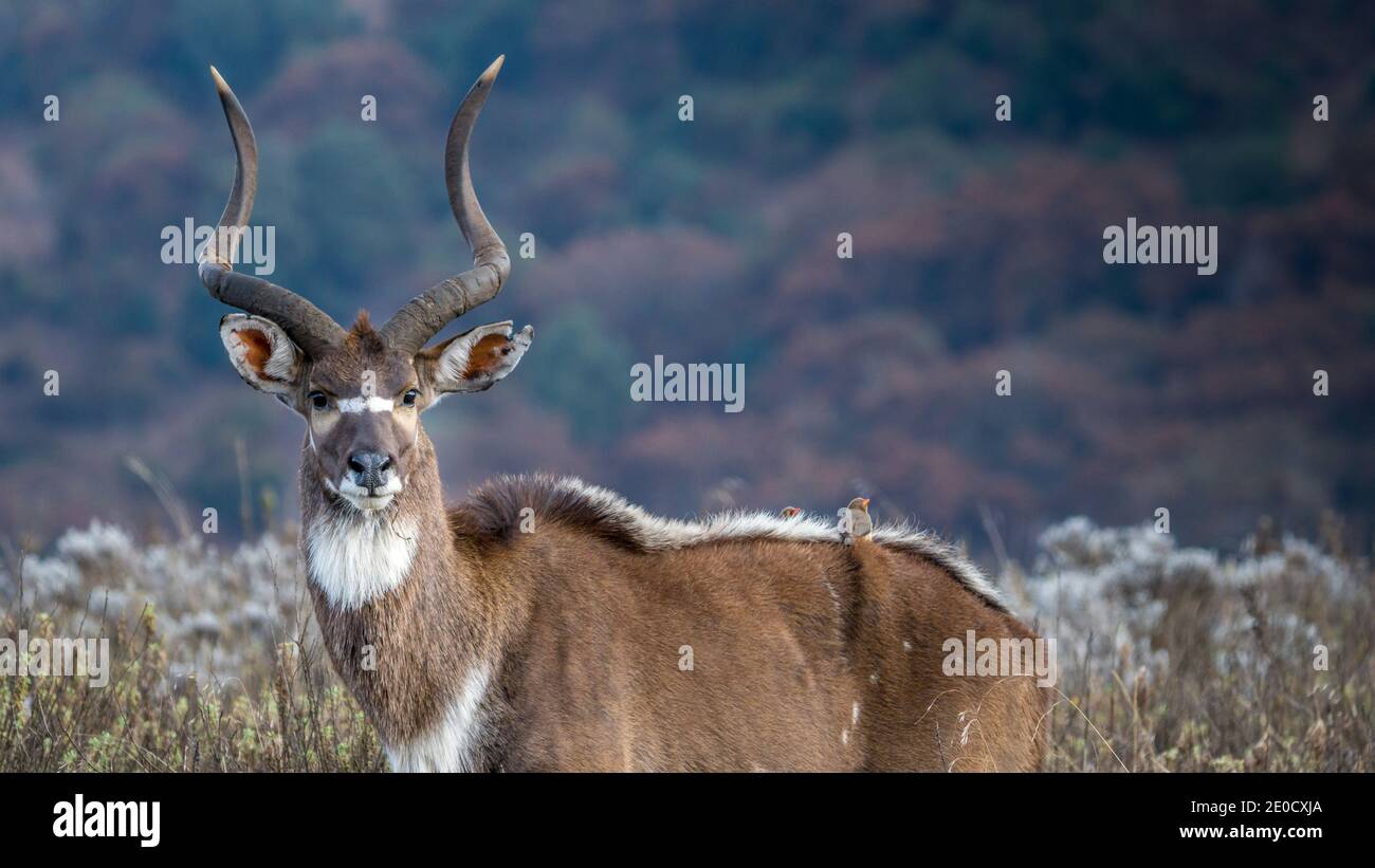 Mountain nyala, Bale Mountains Nationalpark, Äthiopien, männlich Stockfoto