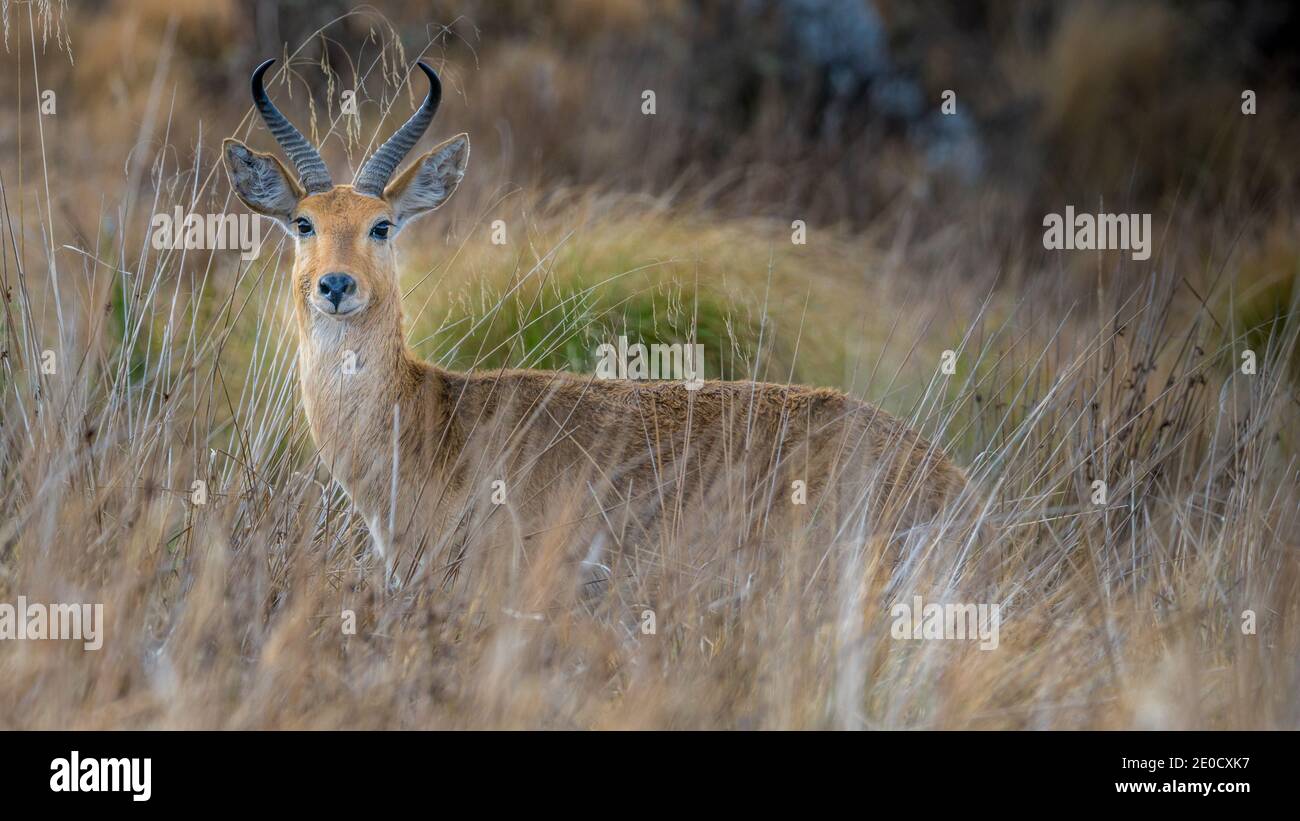 Bohor redbuck, Bale Mountains Nationalpark, Äthiopien Stockfoto