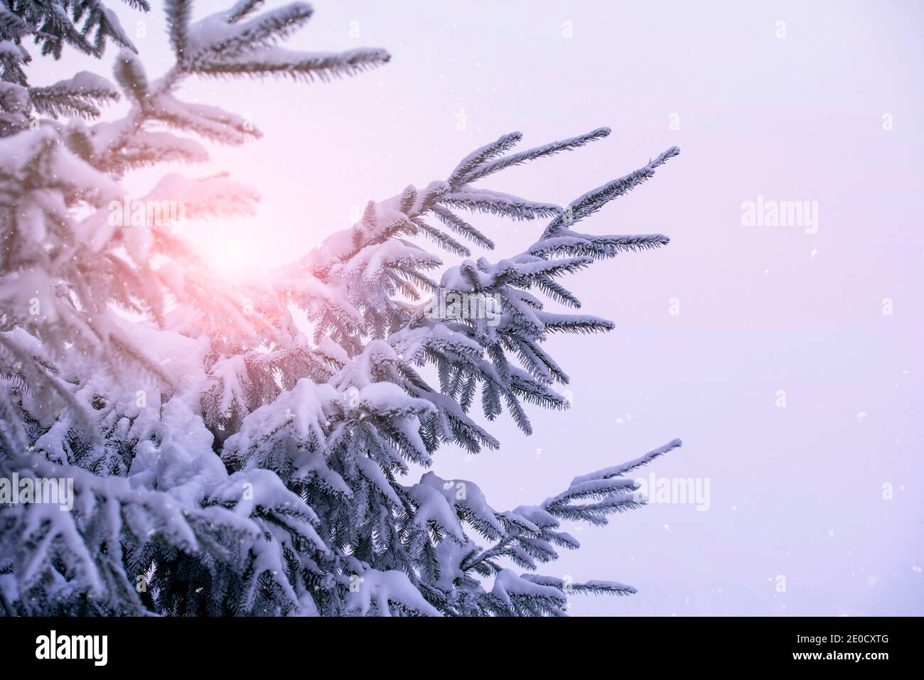 Winter Fichtenwald von Schnee, Sonnenlicht während des Gefriertages, Zweig der Fichte, Weihnachten oder Neujahr Bild Stockfoto
