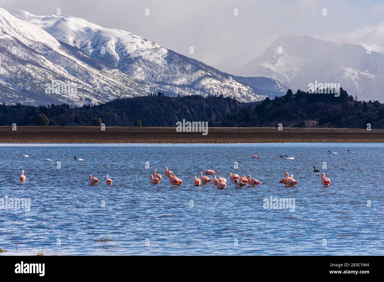 Blick auf chilenische Flamingos (Phoenicopterus chilensis) im See gegen die Anden während der Wintersaison in Esquel, Patagonien, Argentinien Stockfoto