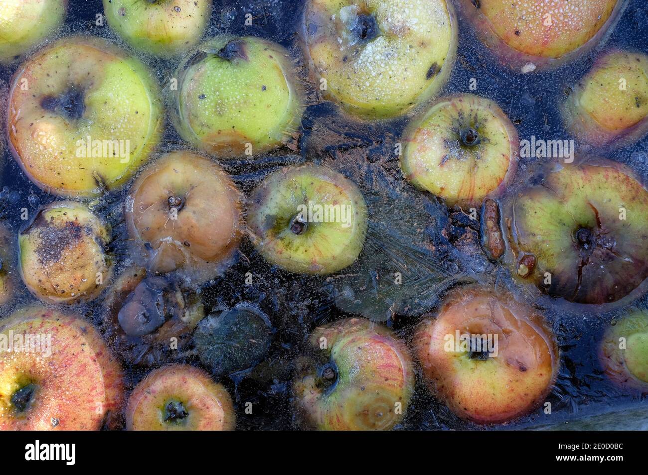 Gefrorene Äpfel in der Gartenwanne, norfolk, england Stockfoto