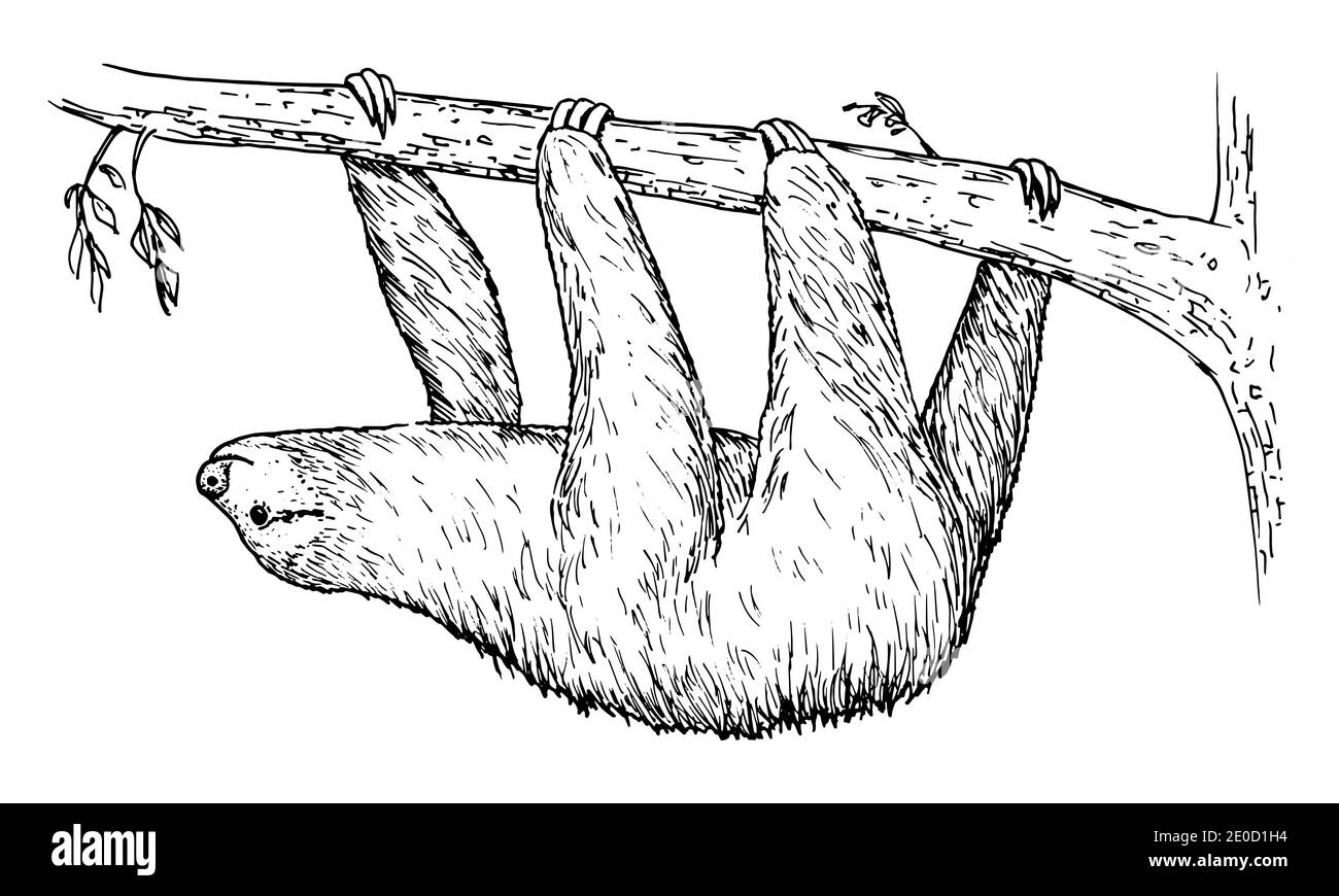 Zeichnung von Sloth - Handzeichnung von Säugetieren Stock Vektor