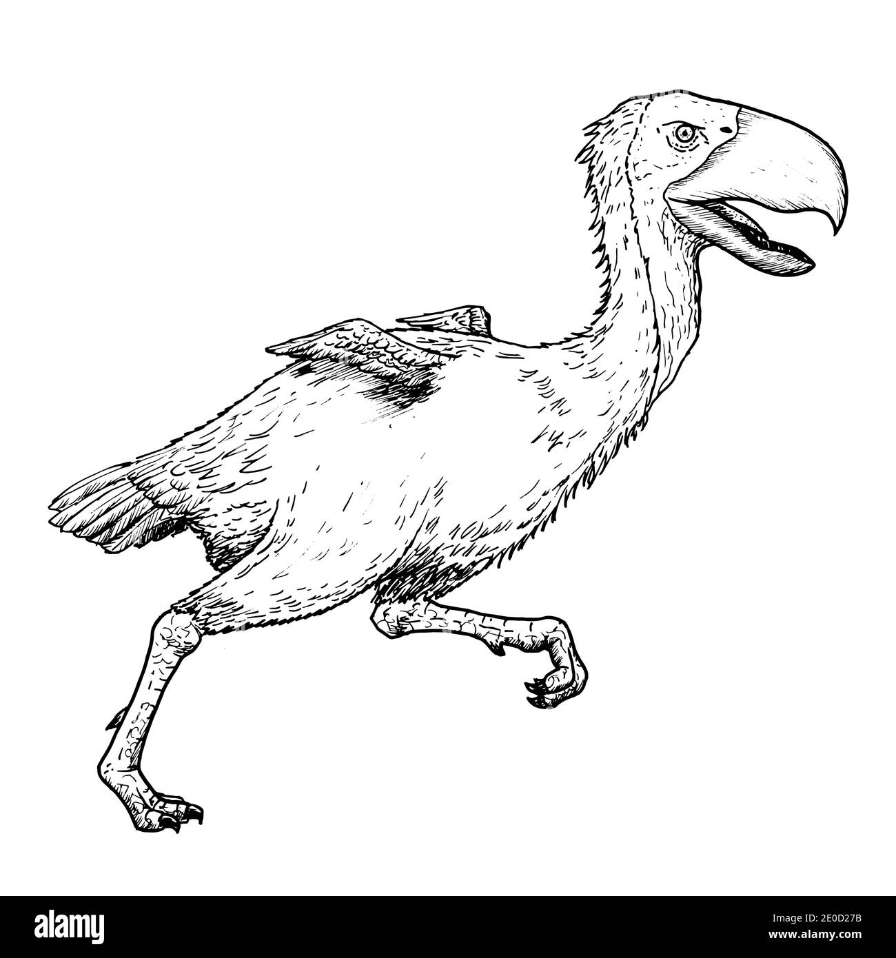 Zeichnung des Titanis-Vogels - Handzeichnung der ausgestorbenen Arten Stock Vektor