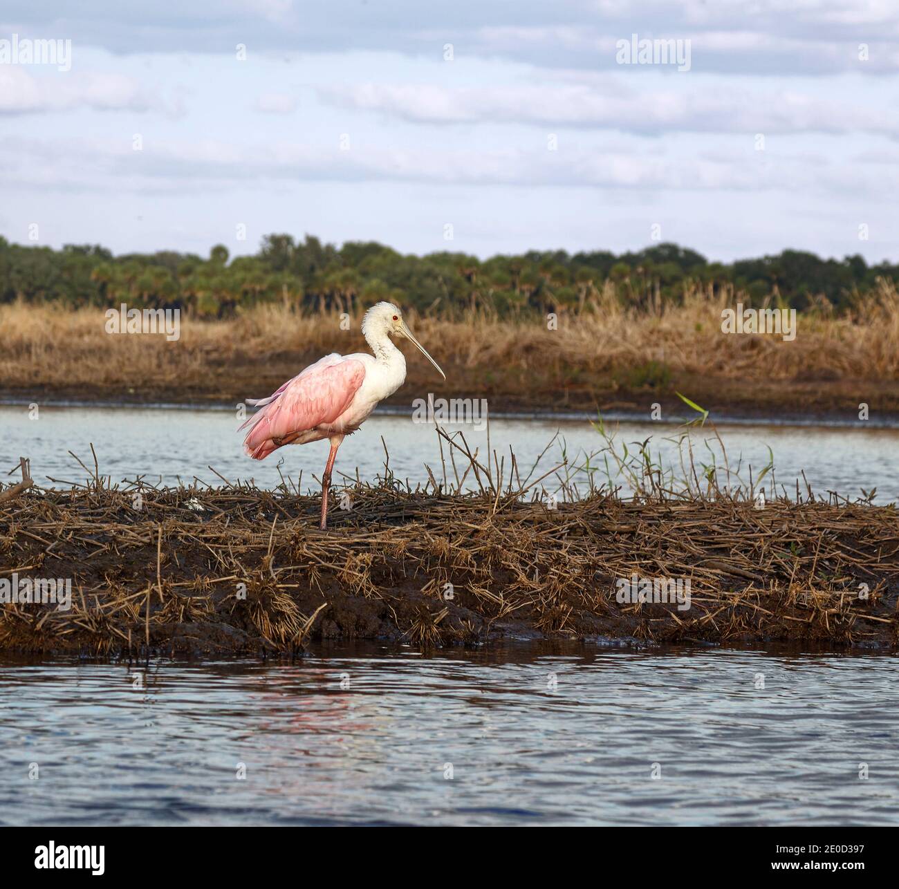 Rosenlibber, großer rosa Vogel; auf einem Bein stehend, Seitenansicht, Porträt, Flussufer, Natur; Tierwelt; Tier; Ajaia Ajaja, Myakka River State Park; Stockfoto