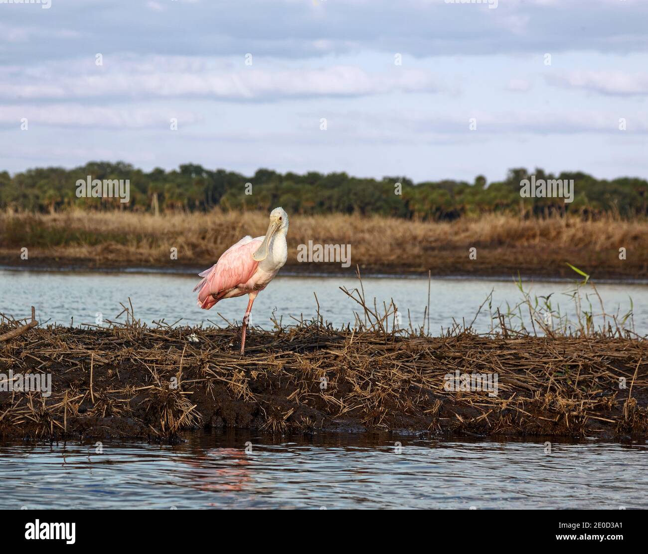 Roseat Löffler, große rosa Vogel; stehend auf 1 Bein, Porträt, Flussufer, Natur; Tierwelt; Tier; Ajaia Ajaja, Myakka River State Park; Florida; S Stockfoto
