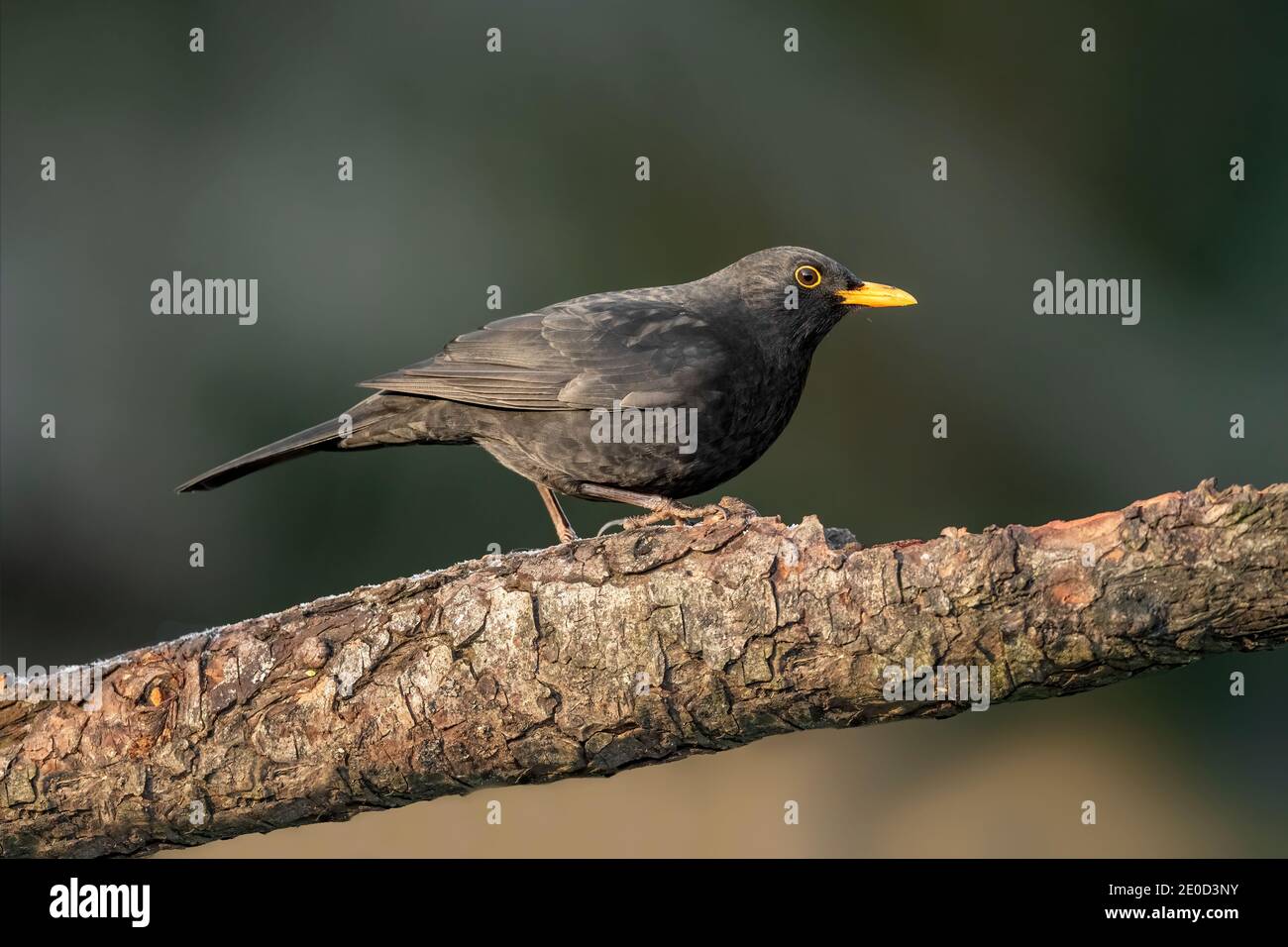 Blackbird thront im Winter in Schottland auf einem Ast, aus nächster Nähe Stockfoto