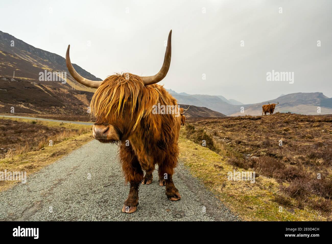 Hochlandrinder auf der Isle of Skye bei Elgol, Schottland, Großbritannien Stockfoto