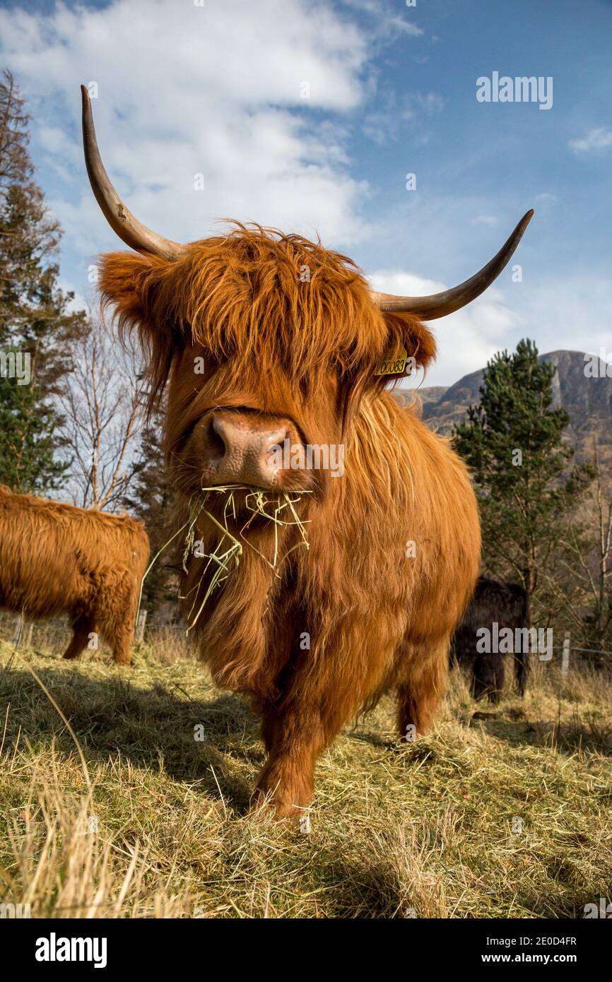 Nahaufnahme einer schottischen Hochlandkuh auf der Isle of Skye, Schottland, Großbritannien Stockfoto