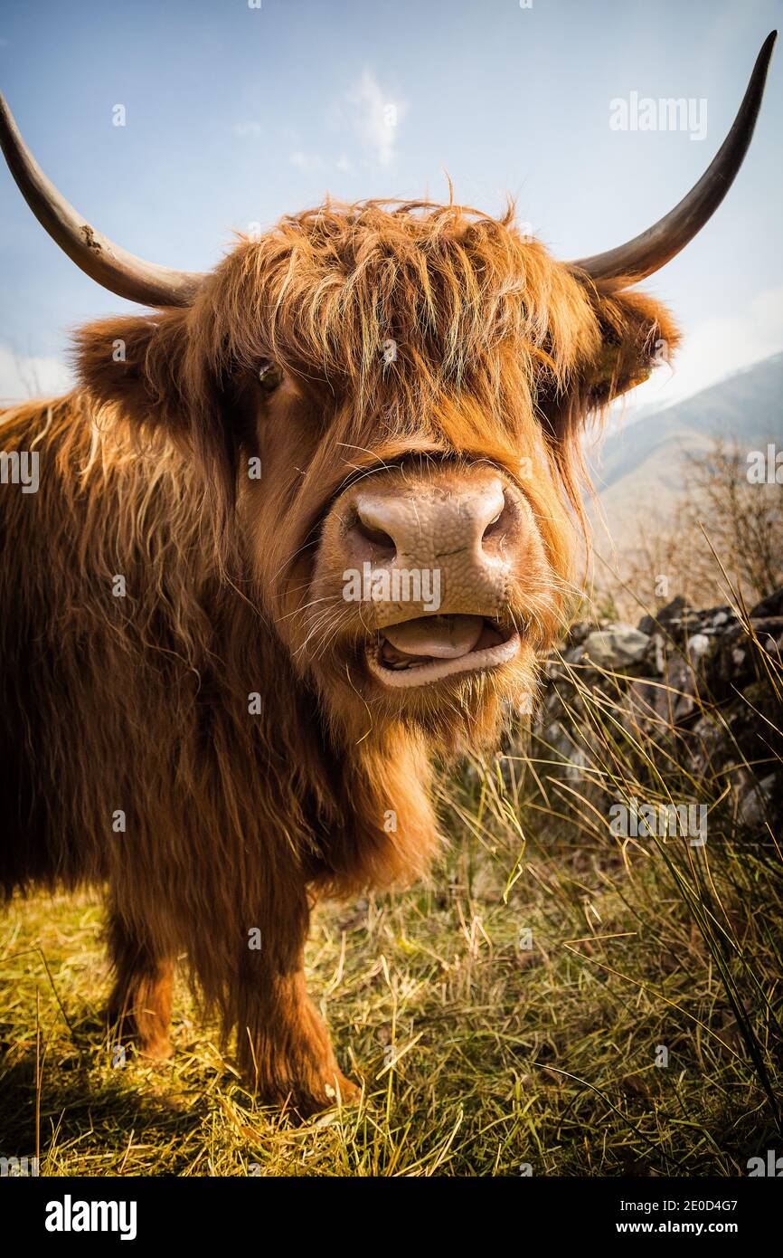 Nahaufnahme einer schottischen Hochlandkuh auf der Isle of Skye, Schottland, Großbritannien Stockfoto