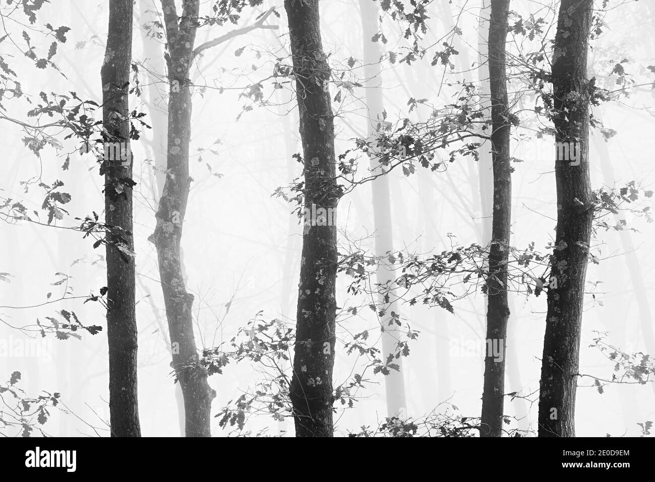 Minimalistisches Schwarz-Weiß-Foto von Eichen auf einem Nebliger Morgen Stockfoto