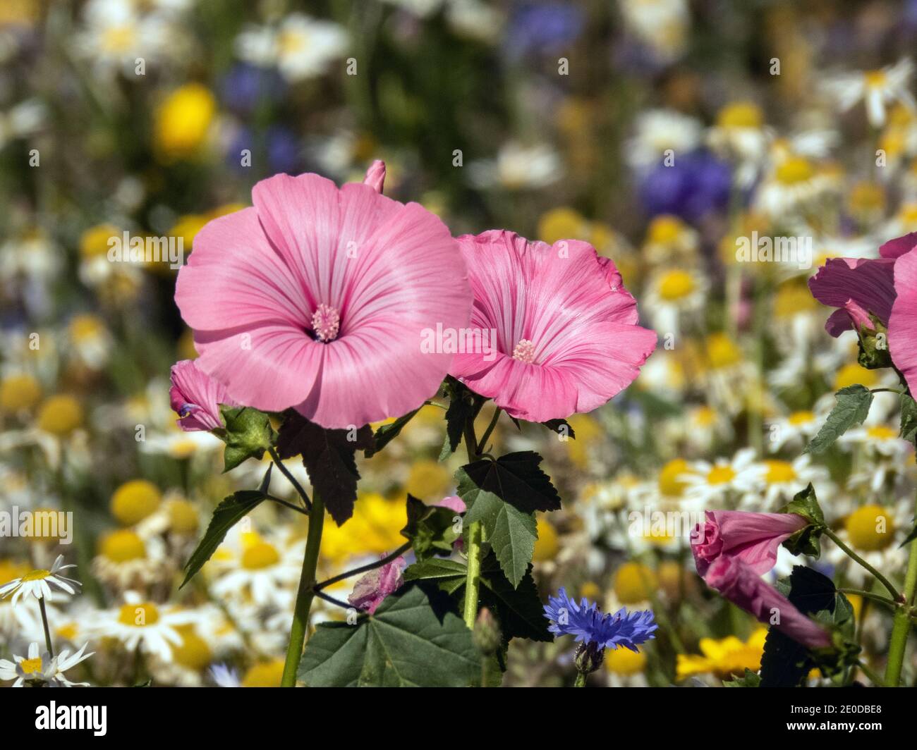 Rosa Blüten der alljährlichen Malbe Foto: Bo Arrhed Stockfoto