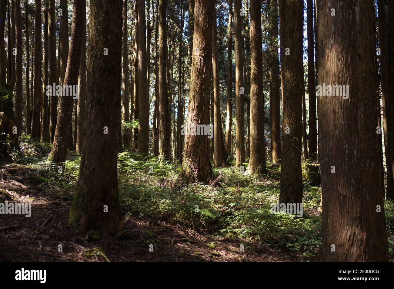 Riesige Bäume wachsen in Alishan Township Stockfoto