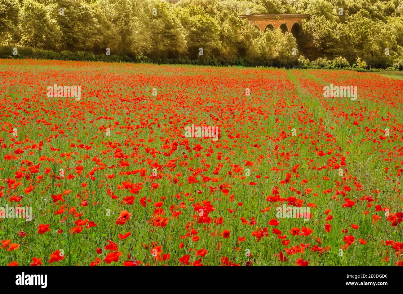 Eynsford Poppy Field und Viadukt Stockfoto