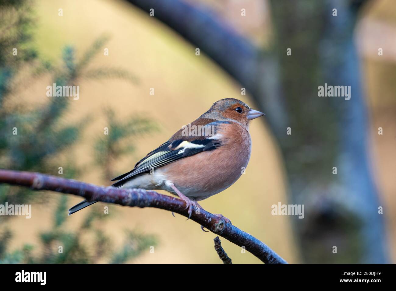 Männlicher Chaffinch (Fringilla coelebs), Inverurie, Aberdeenshire, Schottland, Großbritannien Stockfoto
