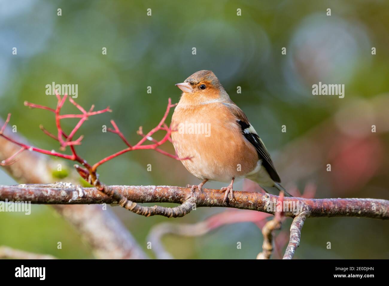 Männlicher Chaffinch (Fringilla coelebs), Inverurie, Aberdeenshire, Schottland, Großbritannien Stockfoto