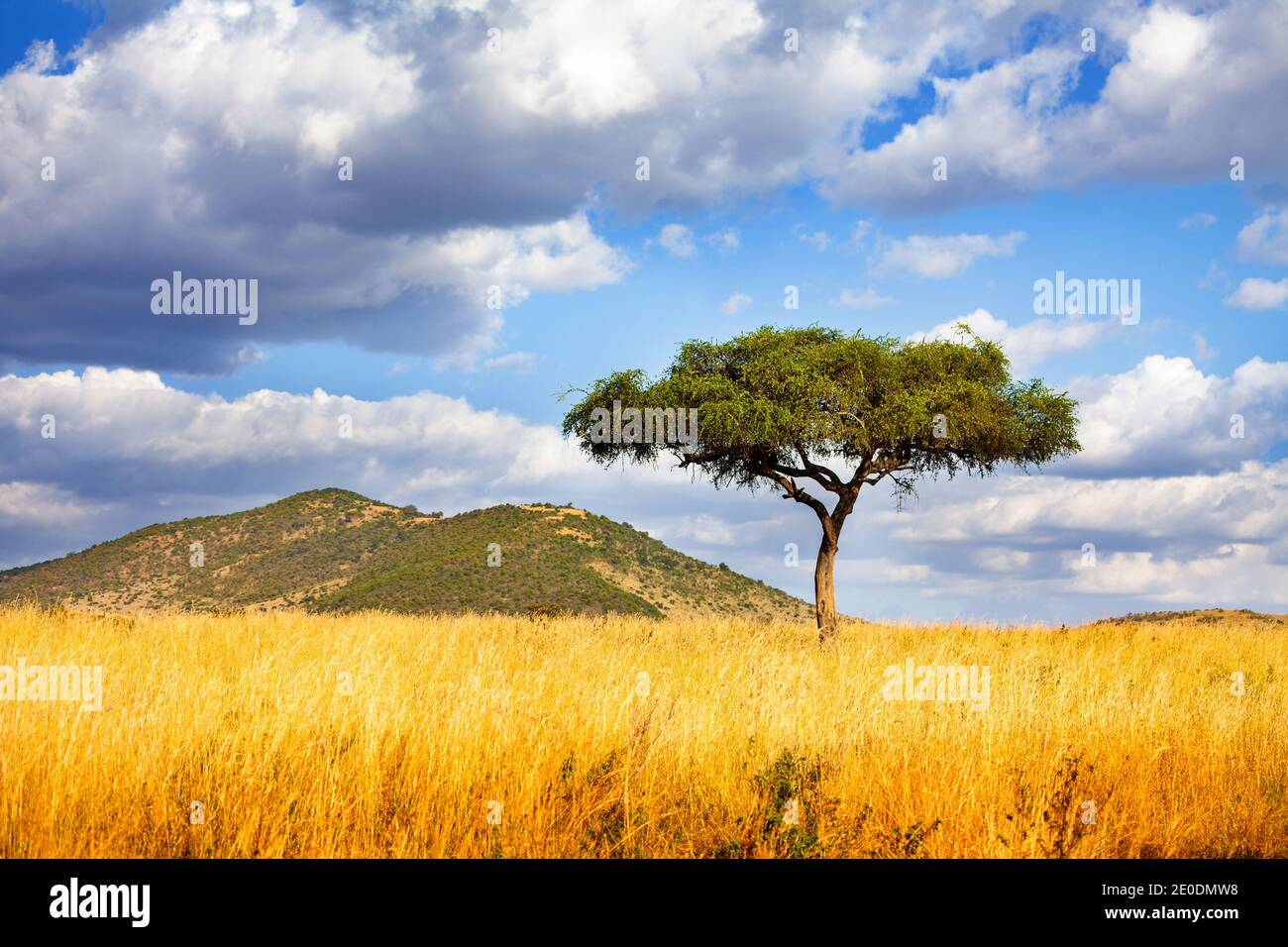 Panorama eines einsamen Baumes in Savanna in Kenia drüben Cloud-Hintergrund Stockfoto