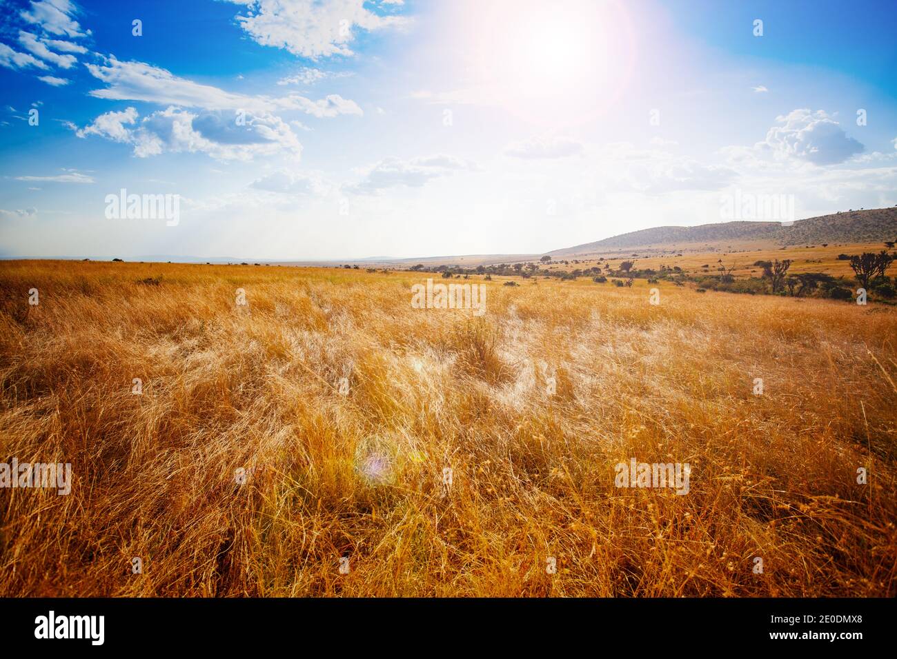 Trockenes Panorama von Maasai Mara Park und Naturlandschaft in Kenia Stockfoto