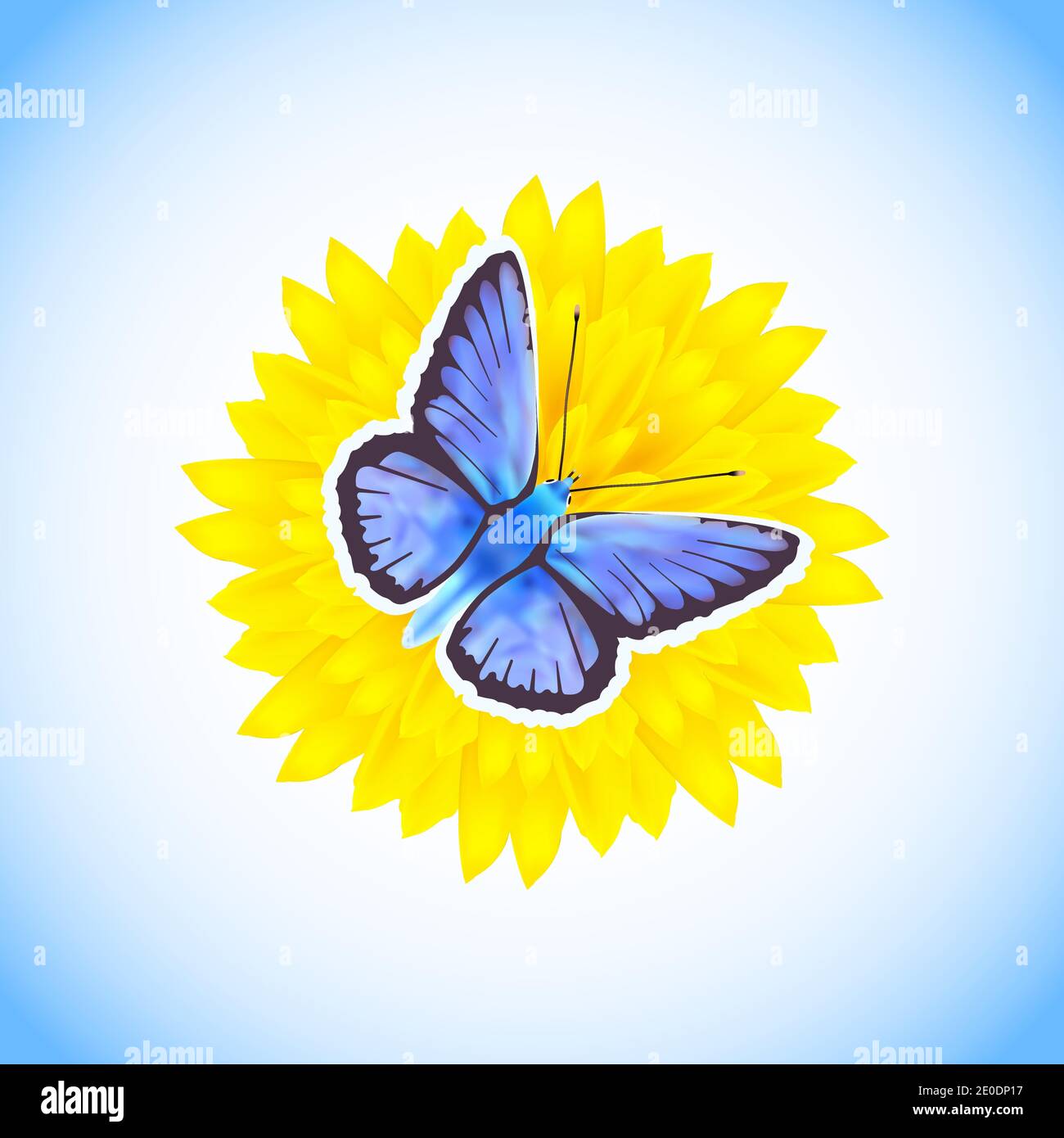Schöner blauer Schmetterling - Icarus Polyommatus sitzt auf einer gelben Blume isoliert auf weißem und blauem Hintergrund.Vektor-Illustration. Stock Vektor