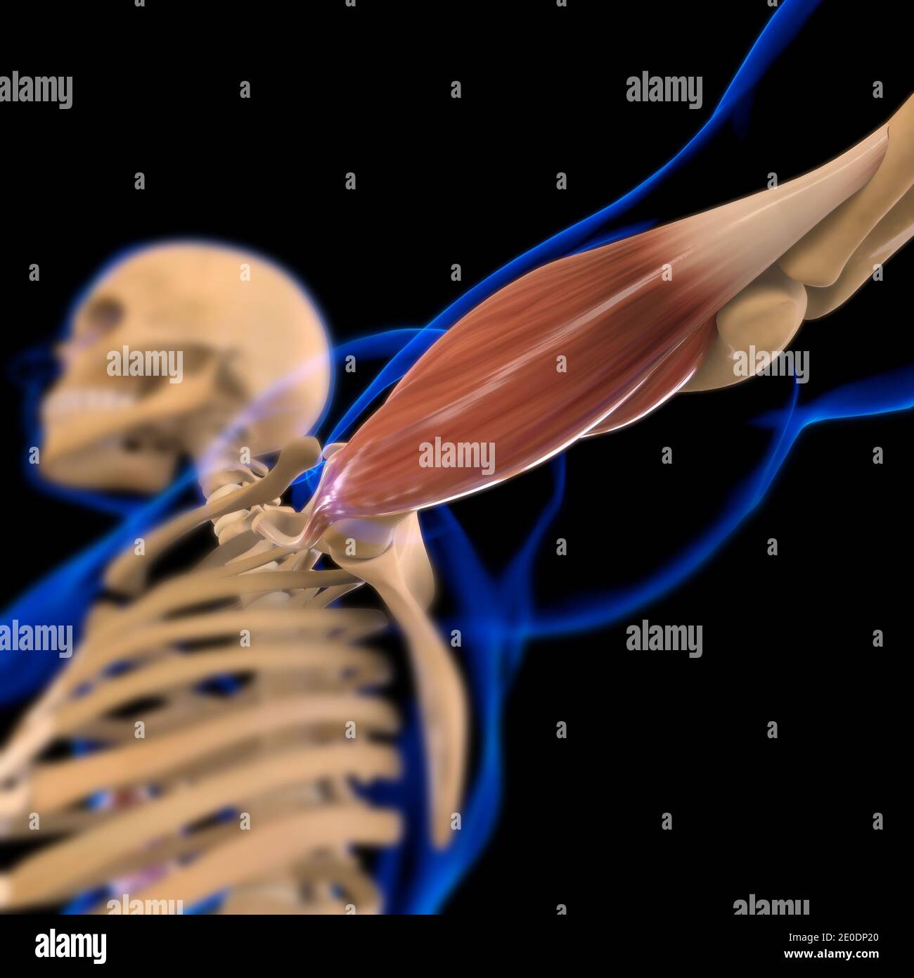 3D-Illustration, Muskel ist ein Weichgewebe, Muskelzellen enthalten Proteine, wodurch eine Kontraktion, die sowohl die Länge und die Form ändert Stockfoto