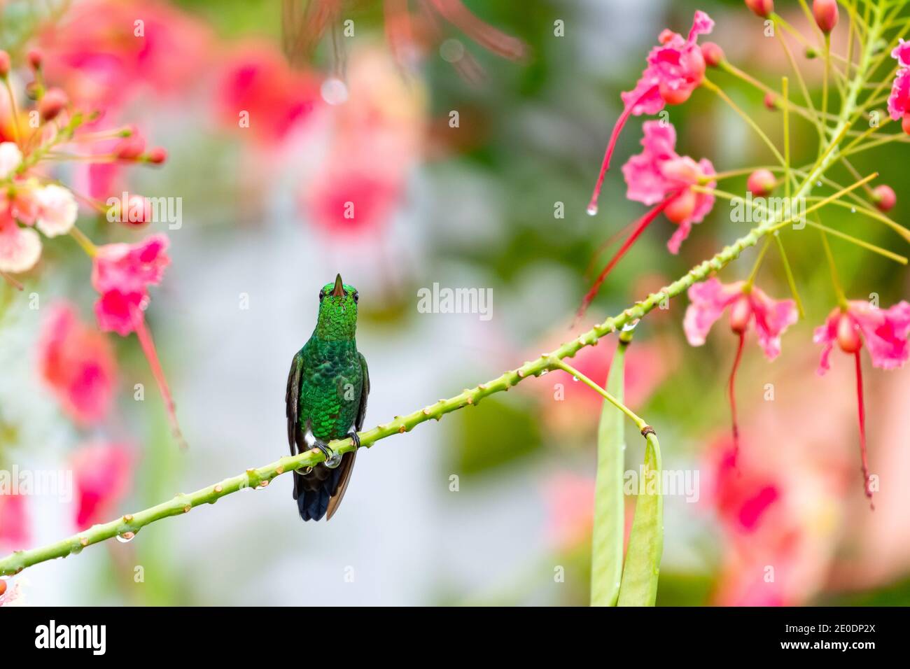 Kupfergedrumpte Kolibri in Pirde von Barbados Baum. kolibri ruht in der natürlichen Umgebung, Vogel in der Natur. Stockfoto