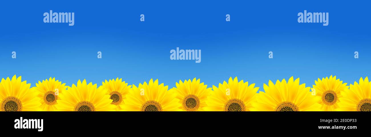 Sonnenblumen Feld gegen den blauen Himmel.Vektor-Illustration. Stock Vektor