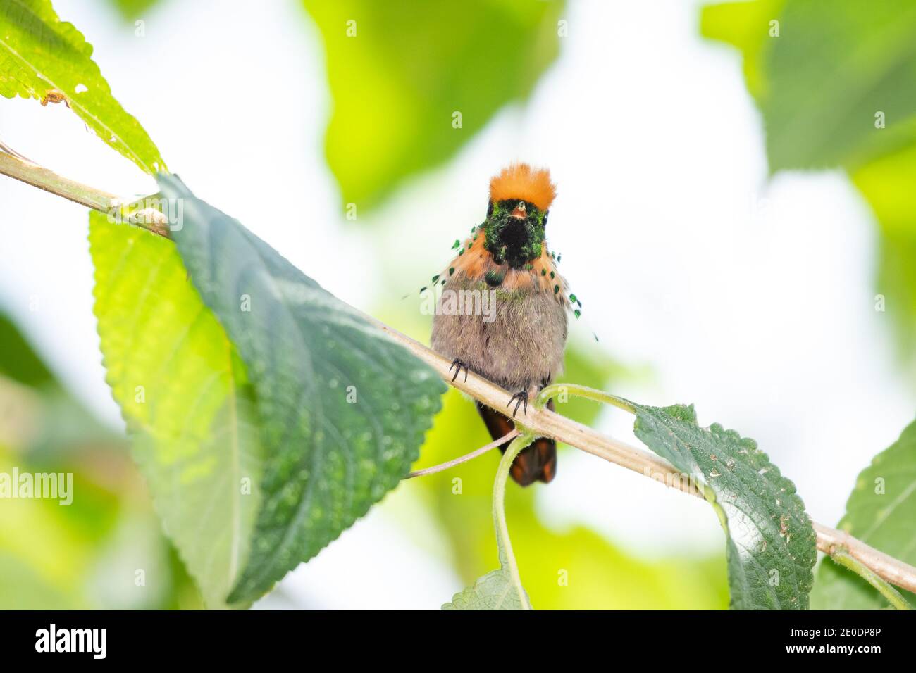 Getuftete Coquette Kolibri in einem Lantana Strauch. Der zweitkleinste Vogel der Welt. Tropischer Vogel im Garten. Kolibri schaut auf die Kamera. Stockfoto