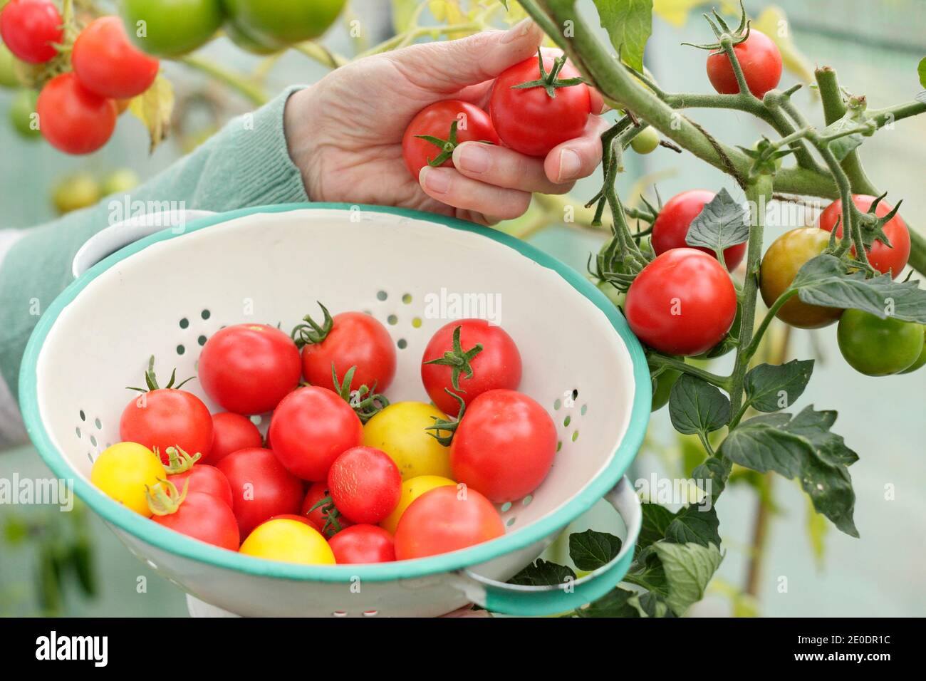 Solanum lycopersicum. Frau pflücken homegrown 'Alicante' Tomaten in einem Sieb in einem Garten Polytunnel. VEREINIGTES KÖNIGREICH Stockfoto