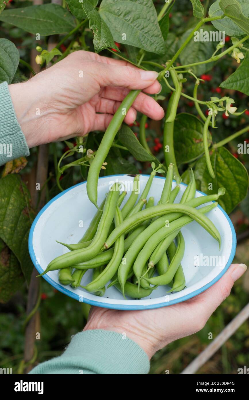 Ernte von Phaseolus vulgaris 'Mamba'. Frau pflücken homegrown Französisch Bohnen in einem Tontopf in einem Garten Gemüsegarten Grundstück. VEREINIGTES KÖNIGREICH Stockfoto