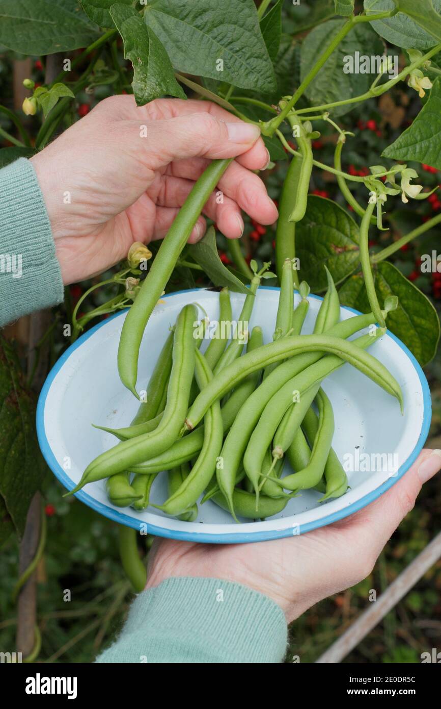 Ernte von Phaseolus vulgaris 'Mamba'. Frau pflücken homegrown Französisch Bohnen in einem Tontopf in einem Garten Gemüsegarten Grundstück. VEREINIGTES KÖNIGREICH Stockfoto