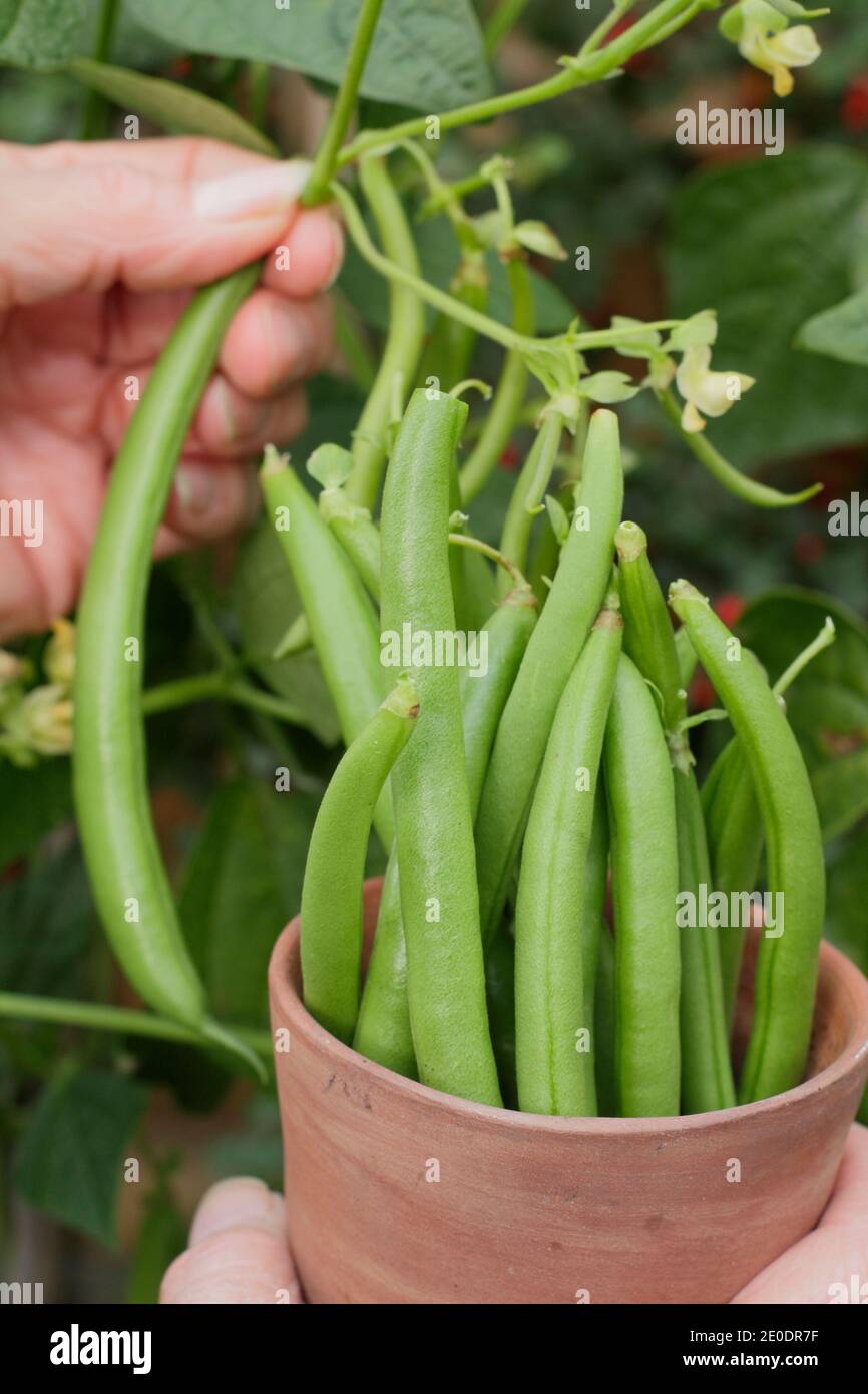 Ernte von Phaseolus vulgaris 'Mamba'. Frau pflücken homegrown Französisch Bohnen in einem Tontopf in einem Garten Gemüsegarten Grundstück. VEREINIGTES KÖNIGREICH Stockfoto