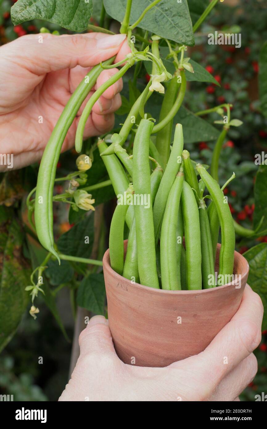 Ernte von Phaseolus vulgaris 'Mamba'. Frau pflücken homegrown Französisch Bohnen in einem Tontopf in einem Garten Gemüsegarten Grundstück. VEREINIGTES KÖNIGREICH Stockfoto