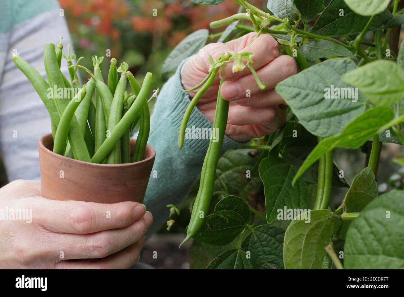 Ernte von Phaseolus vulgaris 'Mamba'. Frau pflücken homegrown Französisch Bohnen in einem Tontopf in einem Garten Gemüsegarten Grundstück. VEREINIGTES KÖNIGREICH Stockfoto