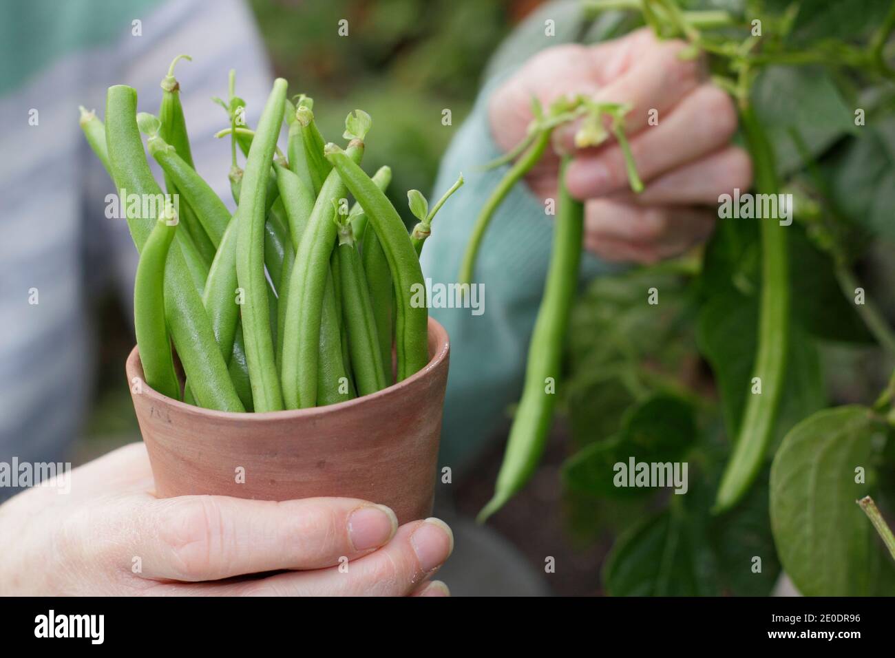 Ernte von Phaseolus vulgaris 'Mamba'. Frau pflücken homegrown Französisch Bohnen in einem Tontopf in einem Garten Gemüsegarten Grundstück. VEREINIGTES KÖNIGREICH Stockfoto