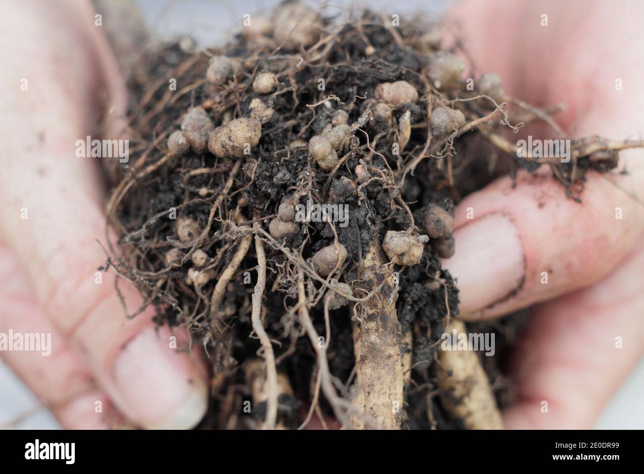 Stickstofffixierung. Stickstoff fixierenden Knötchen im Wurzelsystem einer Läuferbohnenpflanze entwickelt in symbiotischer Beziehung mit Bodenbakterien, Rhizobie. Stockfoto