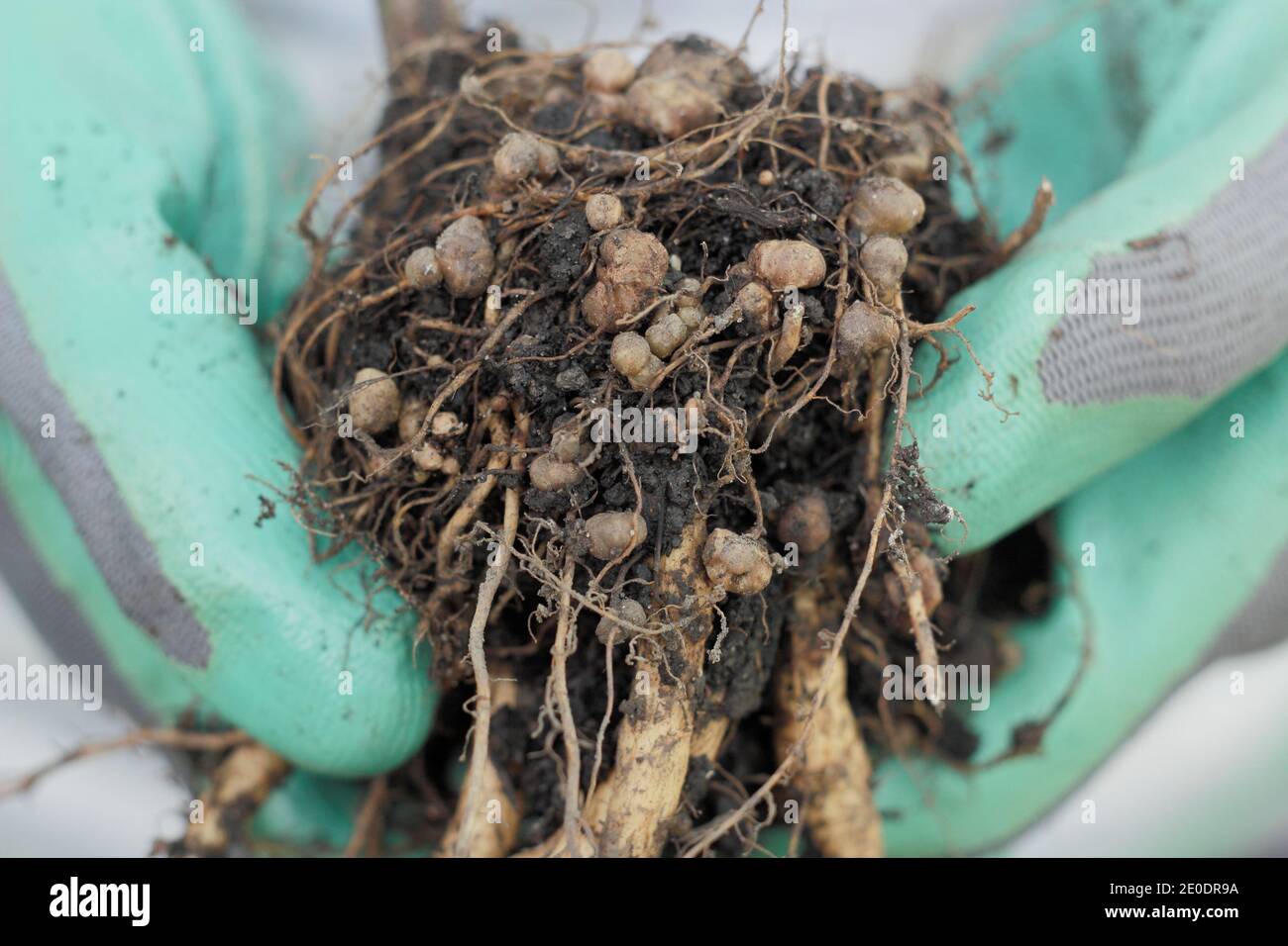 Stickstofffixierung. Stickstoff fixierenden Knötchen im Wurzelsystem einer Läuferbohnenpflanze entwickelt in symbiotischer Beziehung mit Bodenbakterien, Rhizobie. Stockfoto
