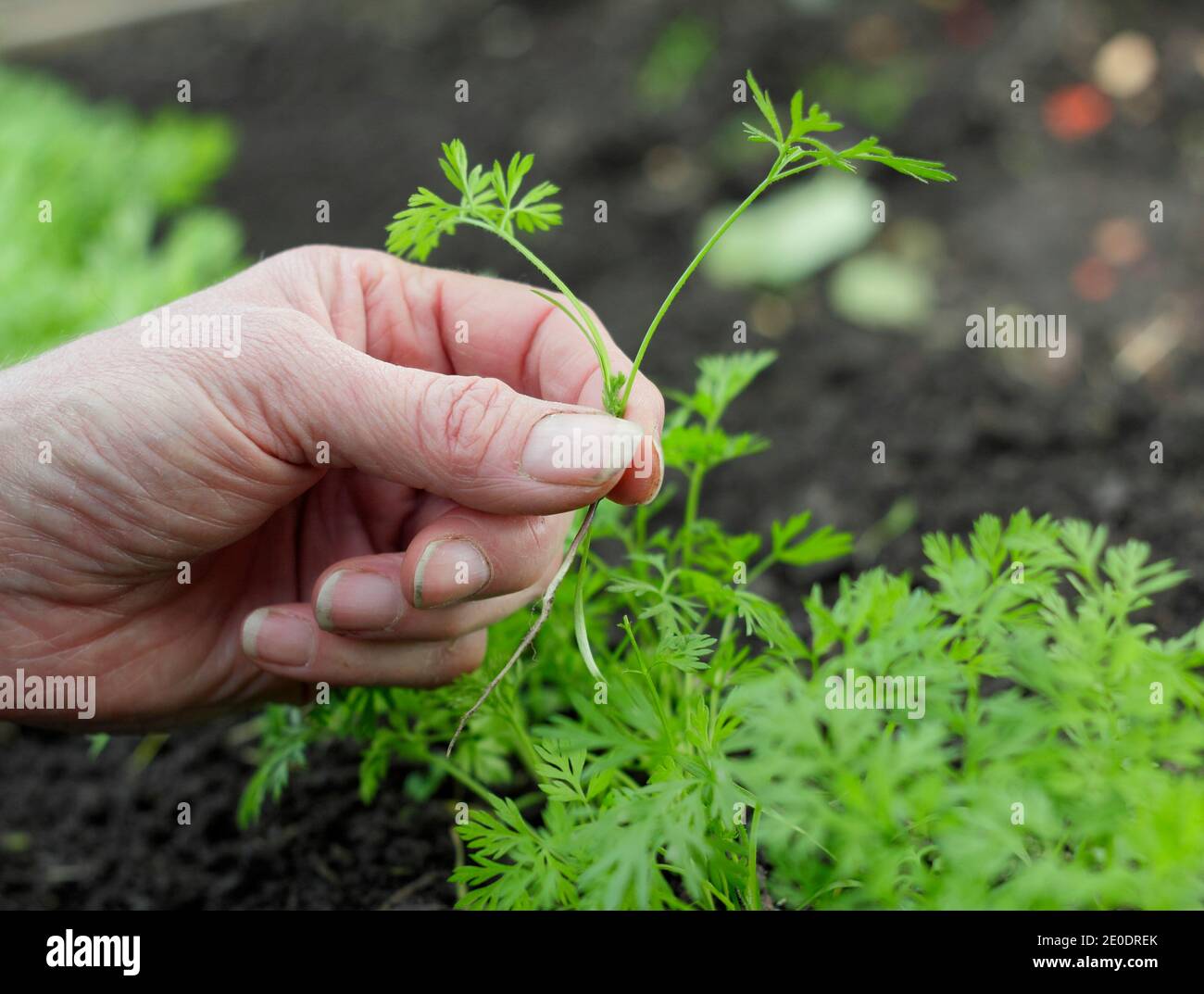 Daucus carota 'Herbstkönig'. Frau Ausdünnung Karotten Sämlinge in einem Garten Gemüsegarten Grundstück. VEREINIGTES KÖNIGREICH Stockfoto