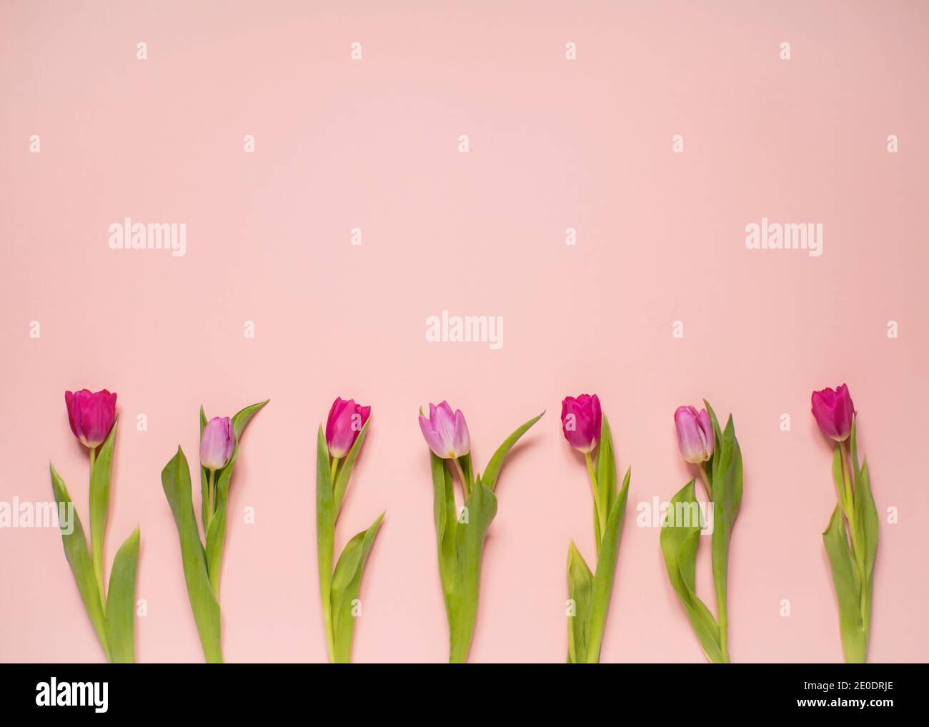 Reihe von schönen Frühling Zeit rosa Tulpen mit einem pastellfarbenen Hintergrund, für grafische Ressourcen, Kopfzeilen Karten und Kopieplatz Stockfoto