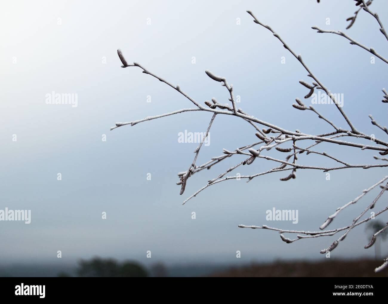 Pirbright Ranges im Winter, Surrey, England Stockfoto