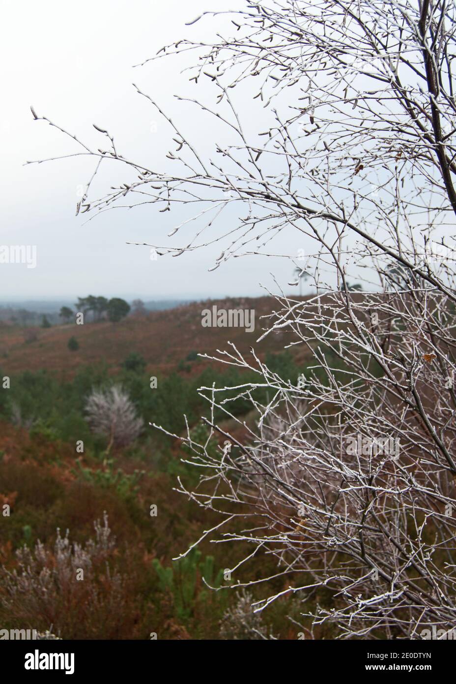 Pirbright Ranges im Winter, Surrey, England Stockfoto