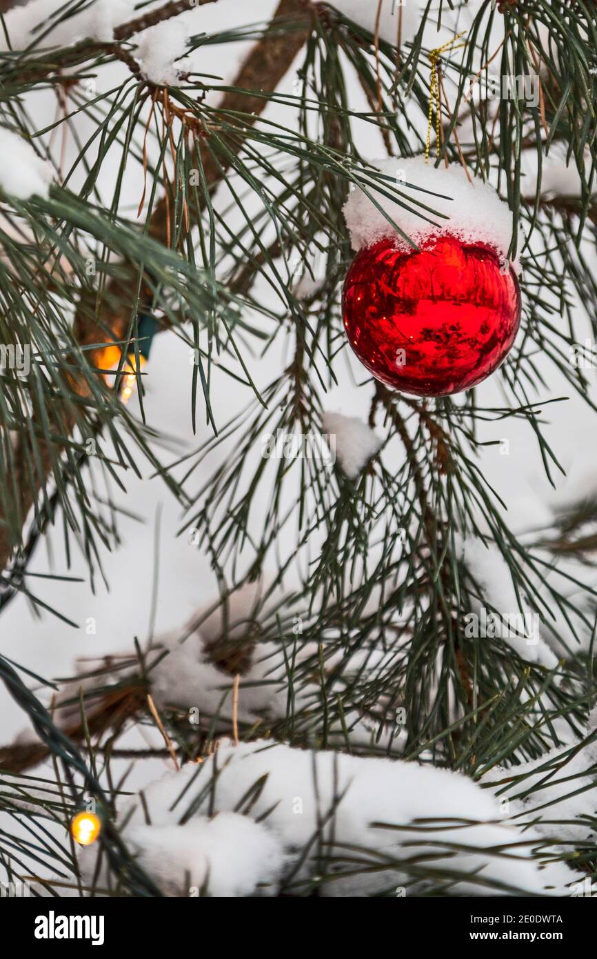 Detroit, Michigan - EIN Weihnachtsschmuck auf einer Kiefer im Freien nach einem Schneesturm. Stockfoto