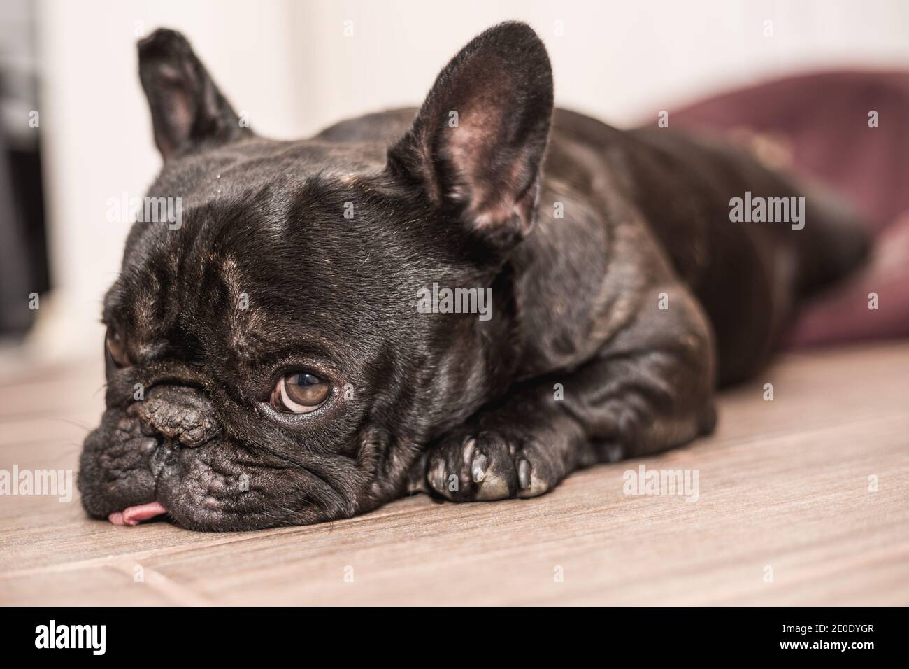 französische Bulldogge im Bett schlafen Stockfotografie - Alamy