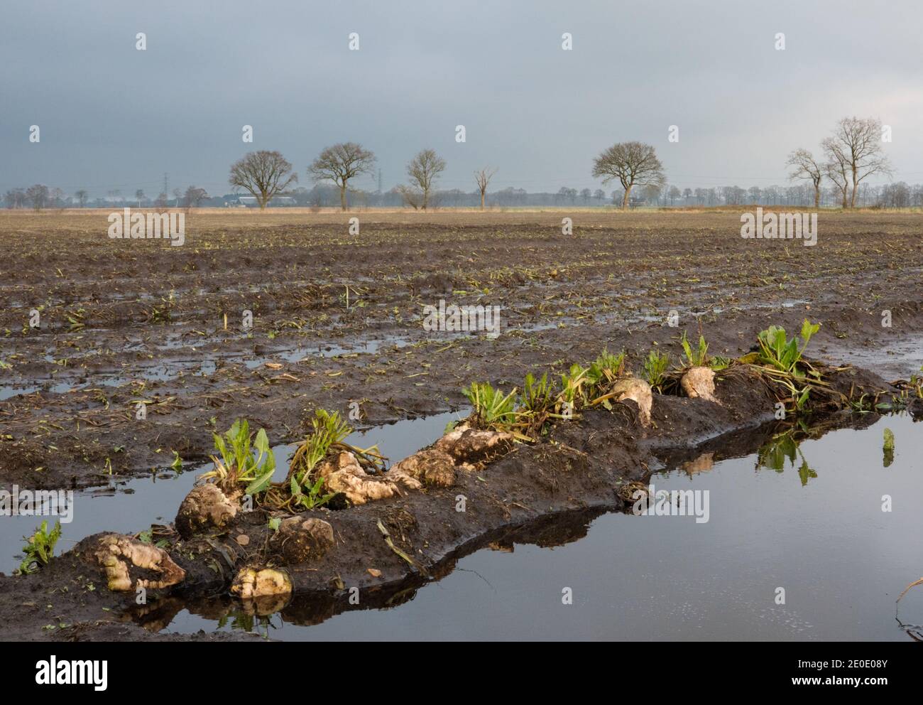 Zuckerrüben haben während der Ernte wegen des schlechten Wetters auf einem schlammigen Feld hinterlassen, Pfützen ringsum Stockfoto