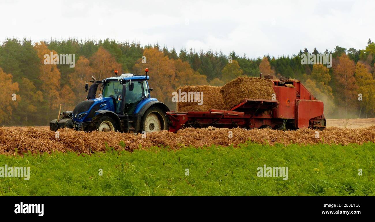 Valtra Traktor staw Bettwäsche Karotten - Landwirtschaft bei Meikleour Estate, Blairgowrie, Perthshire, Schottland. Stockfoto