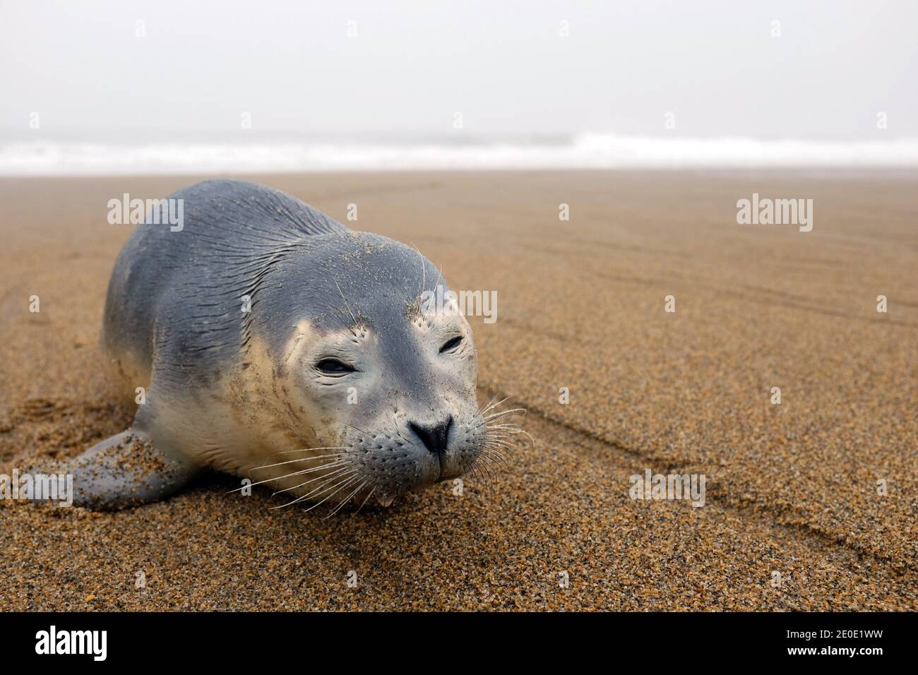 Robbenhund am Strand - Phoca vitulina Stockfoto