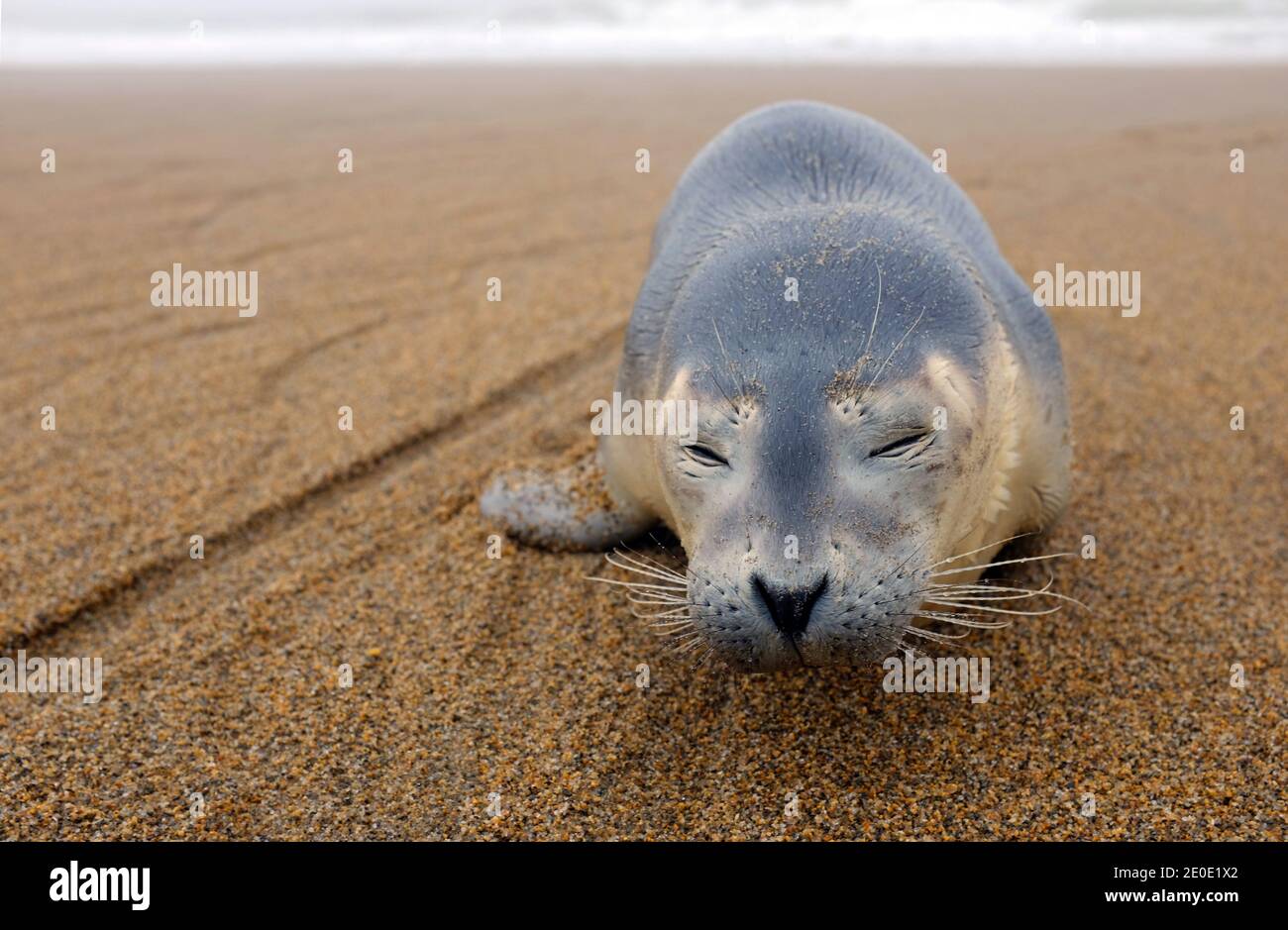 Robbenhund am Strand - Phoca vitulina Stockfoto