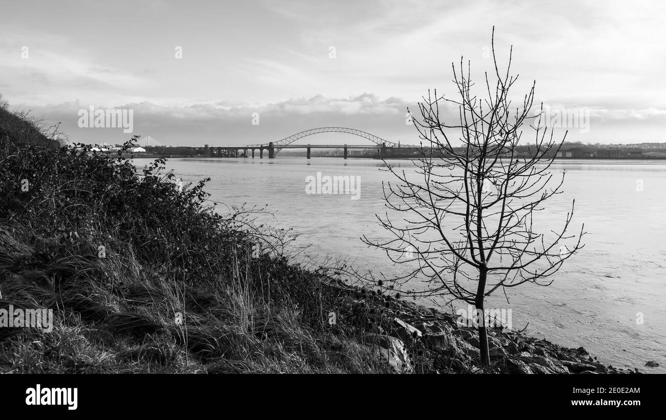 Einseitiger Baum an der Seite der Mersey Mündung vor den Runcorn Bridges. Stockfoto
