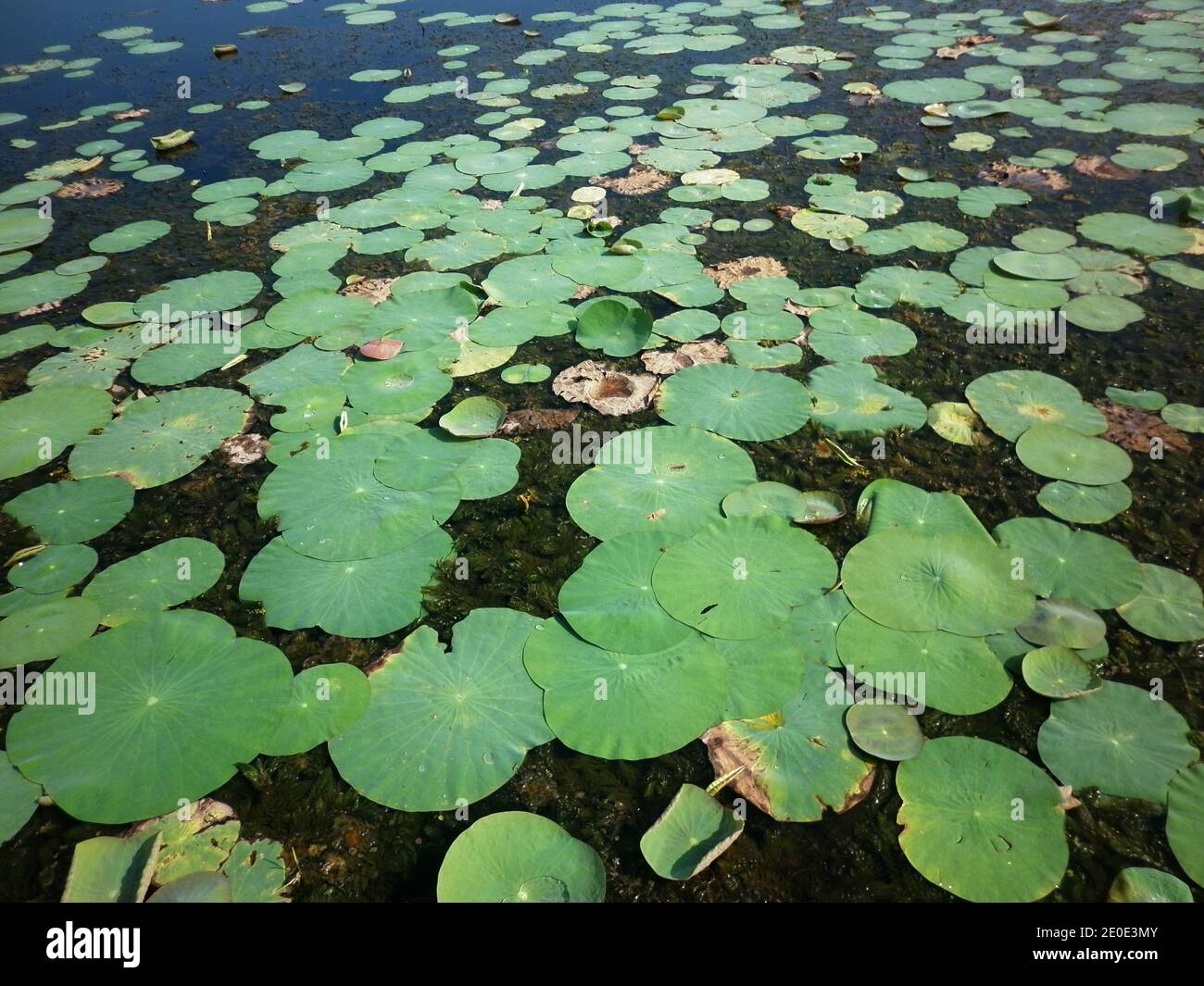 Selektiver Fokus auf mehrere grüne Lotusblätter am Sri lankan See Stockfoto
