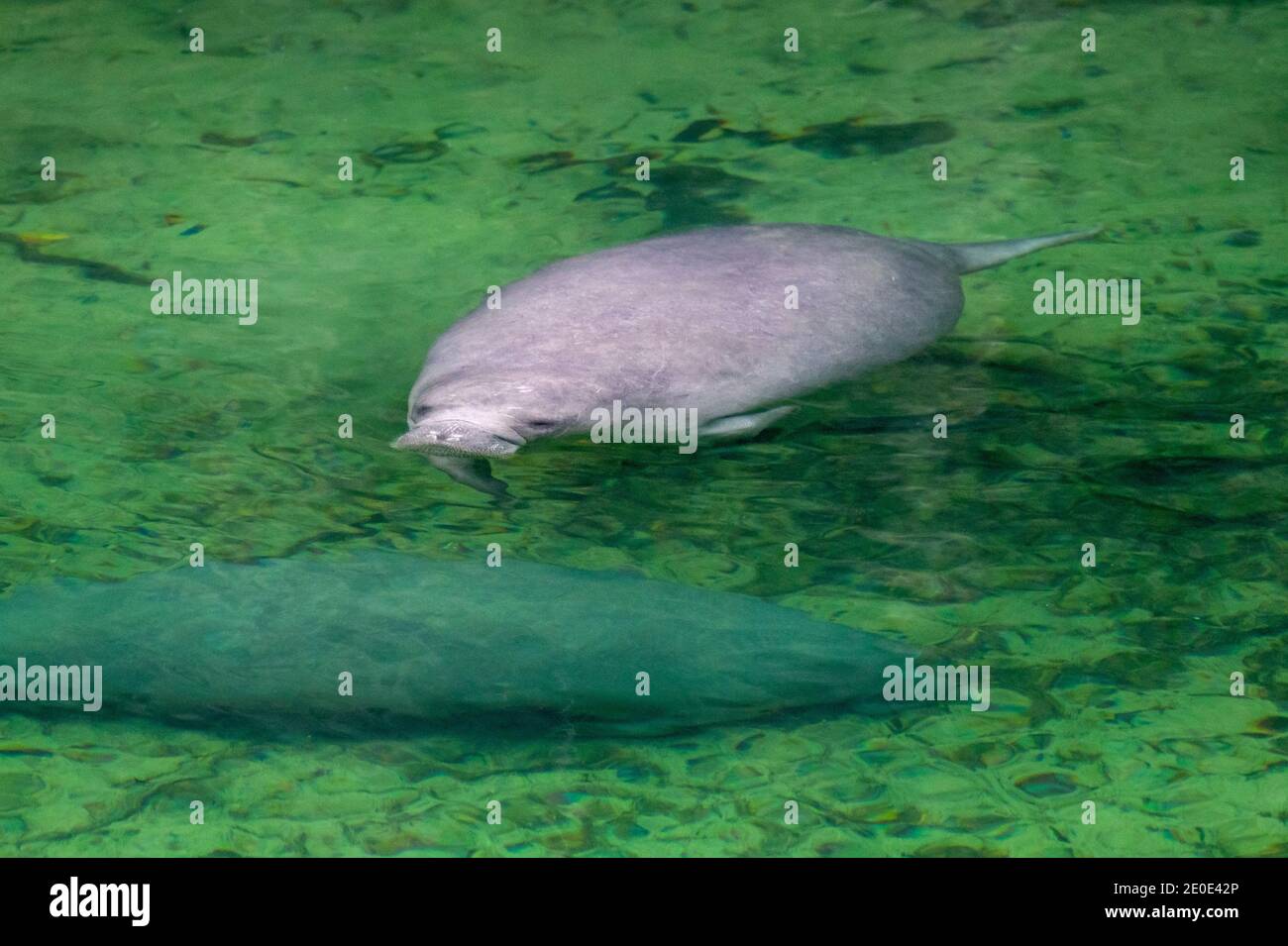 Seekühe im Blue Springs State Park in Florida. Stockfoto