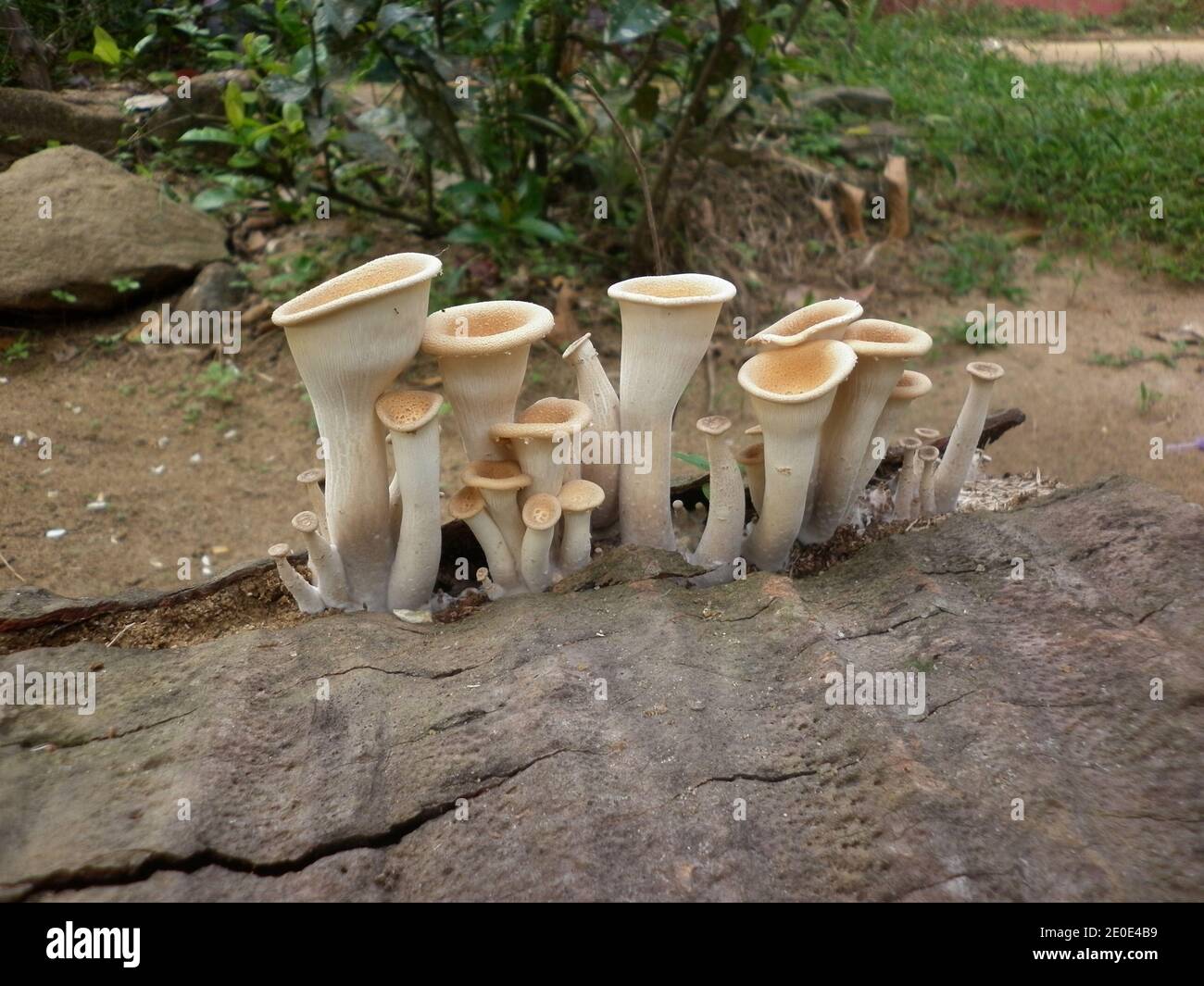 Trichter wie hellbraune Pilze auf toten Kokosnussbaum Stamm Stockfoto